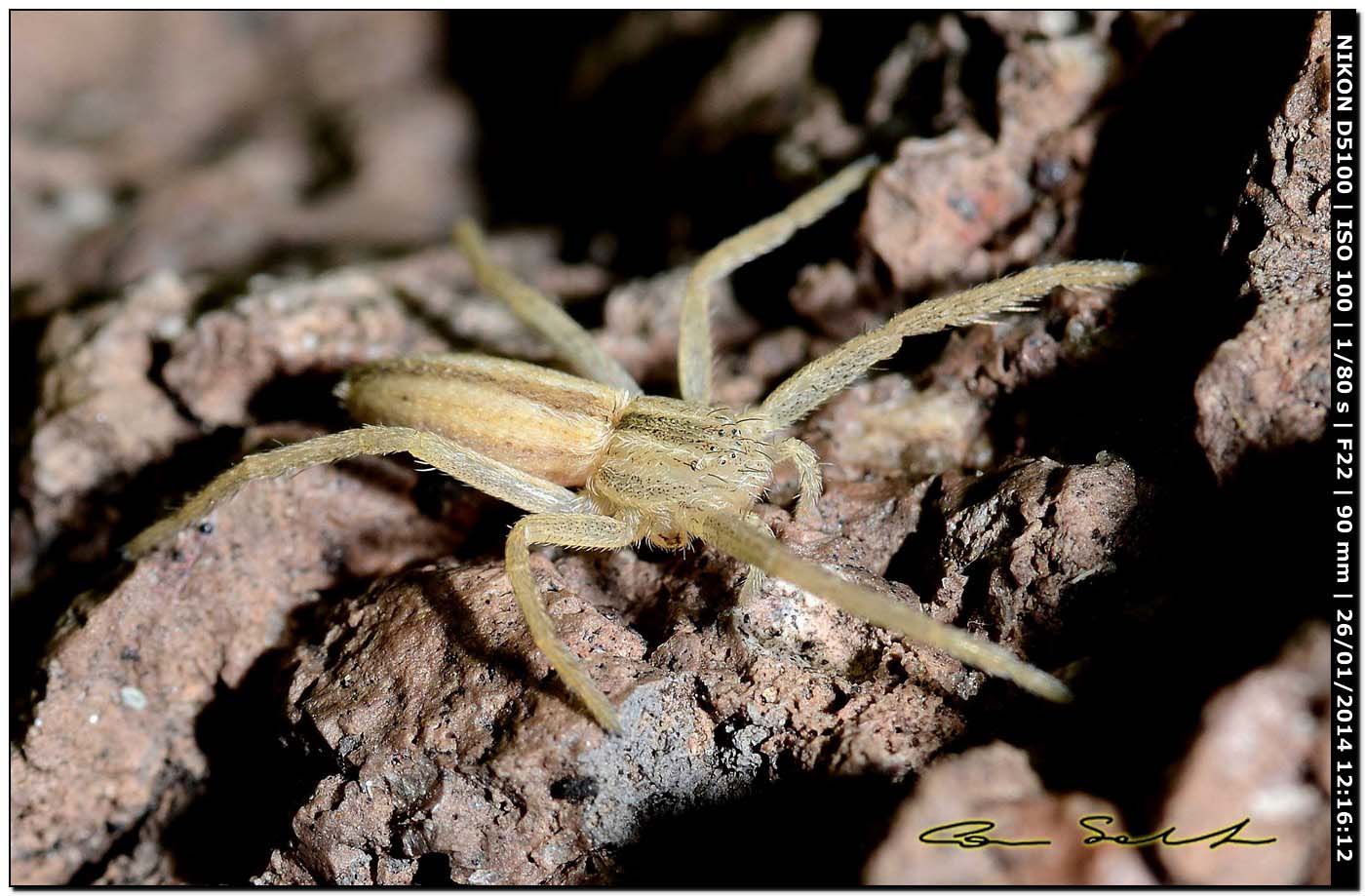 Giovane Tibellus sp. - Alghero (SS)